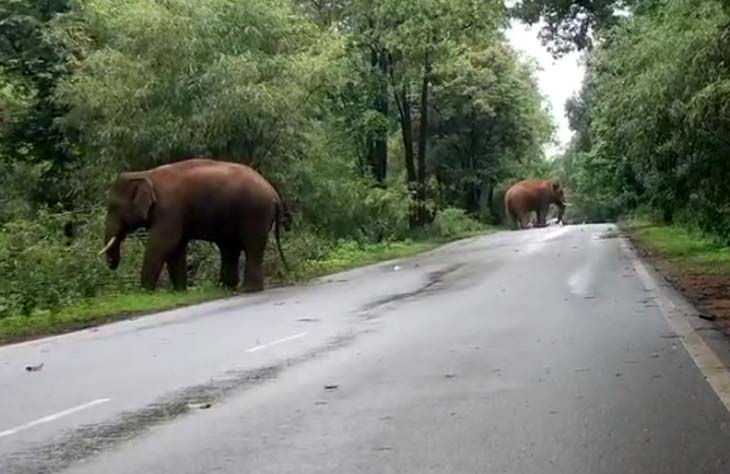 बंगुरसिया रोड पर हाथी सड़क के किनारे आकर काफी देर तक खड़े रहे