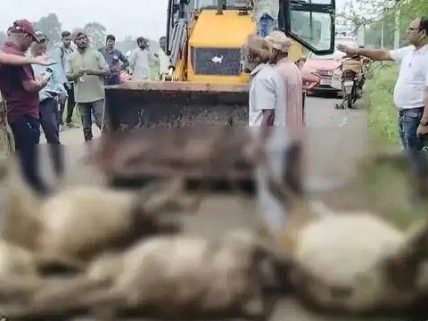 बुलडोजर से मवेशियों के शव सड़क से हटाए गए।