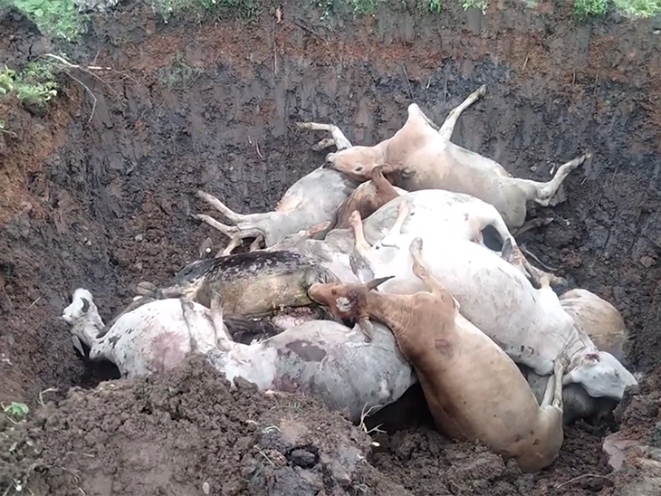 नेशनल हाईवे किनारे गड्ढा खोदकर मृत गायों का गौ सेवकों ने अंतिम संस्कार किया।