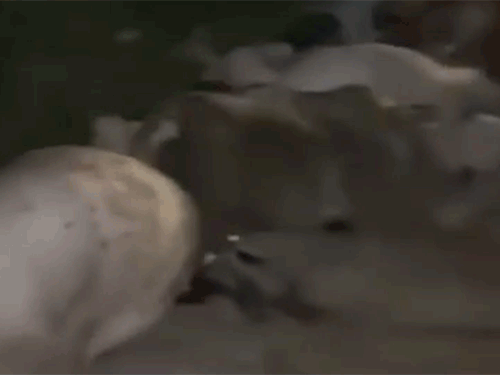 बिलासपुर में नेशनल हाईवे पर मृत गायों के शव बिखरे पड़े मिले हैं।