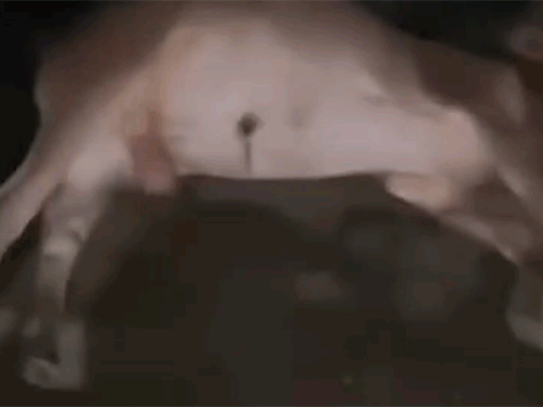 मस्तूरी-रायपुर नेशनल हाईवे पर मृत मिले मवेशी। देर रात तेज रफ्तार वाहन ने कुचल दिया।