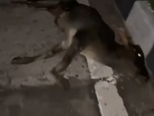 गौ सेवकों ने गायों को हटाया, सुबह सड़क किनारे अंतिम संस्कार किया।