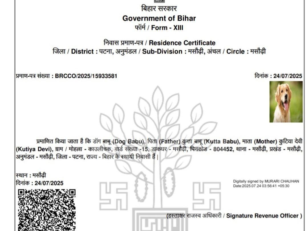 Residential certificate issued in the name of a dog in the draft.