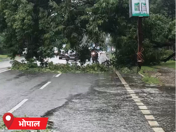भोपाल में आरबीआई कॉलोनी के सामने पेड़ गिर गया। इससे ट्रैफिक एक ओर से गुजर रहा है।