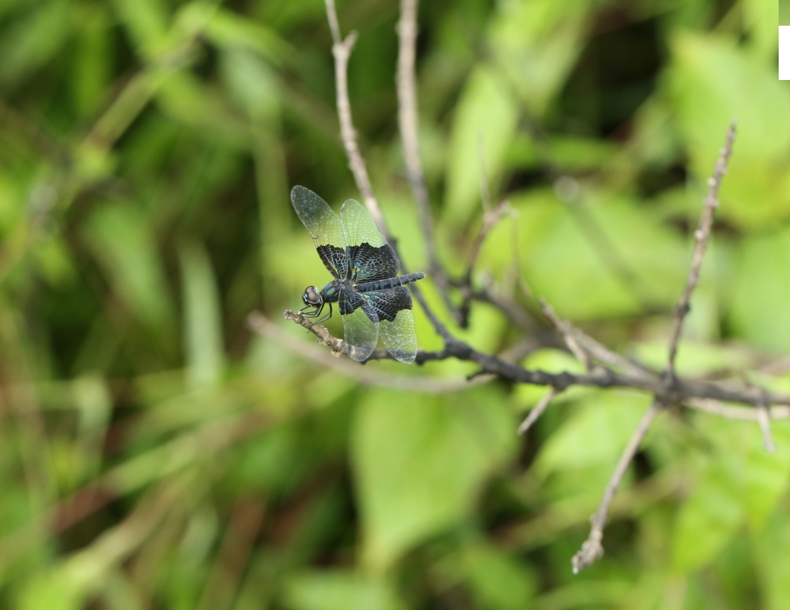 'लेसर ब्ल्यू-विंग' ड्रैगनफ्लाई