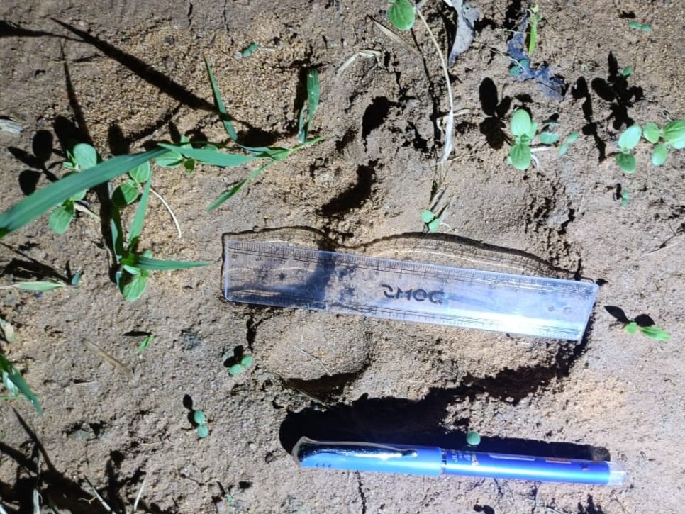 जंगल में मिले पैर के निशान लगभग 15 सेंटीमीटर के थे। जिससे बाघ के होने की पुष्टि हुई।