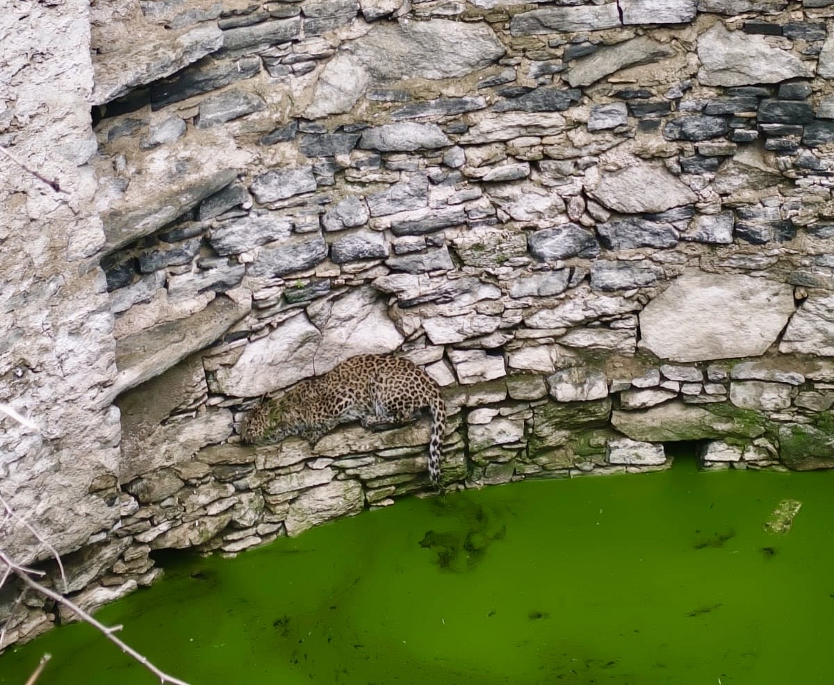 कुए की दीवार पर बैठा लेपर्ड
