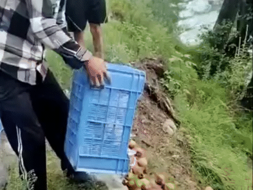 सेब को नाले में फेंकते हुए बागवान