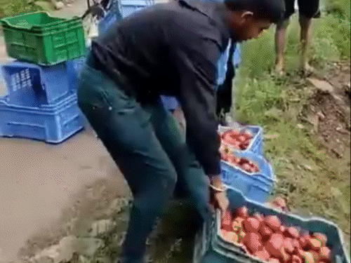 करसोग में सेब को नाले में फेंकते हुए बागवान।