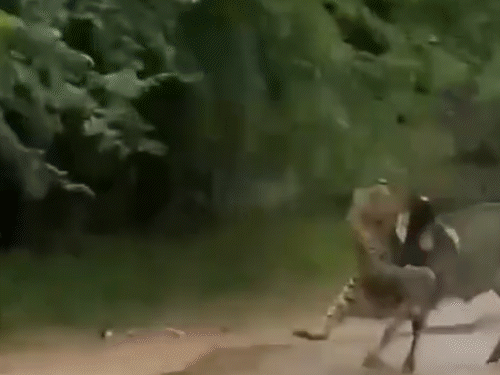 घात लगाकर बैठे लेपर्ड ने चट्टान से उतर रहे बछड़े पर हमला कर दिया।