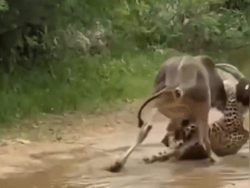 लेपर्ड ने बछड़े की गर्दन को जकड़ लिया और उसे नीचे गिरा दिया।