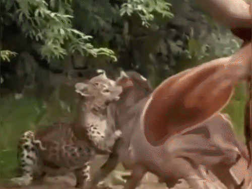 बछड़े को खतरे में देख पास में मौजूद 2 गायें दौड़कर आई तो लेपर्ड जंगल में भाग गया।