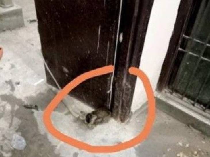 होमगार्ड ने मैसेज के साथ बिल्ली की तस्वीर को भी पोस्ट किया है।