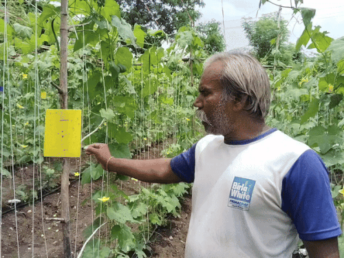 किसान भंवरलाल माली ने झालावाड़ के बकानी कस्बे में 1 बीघा में जैविक खेती कर अपनी किस्मत बदली।