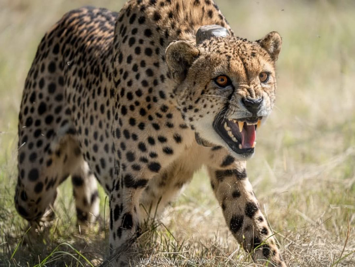 शिकार पर हमला करता चिता ( फाइल फोटो)