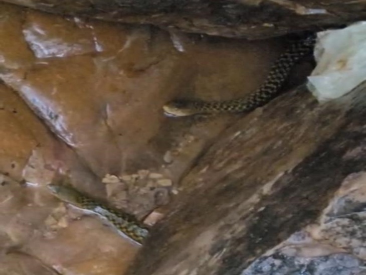 ये झरने के बगल में पत्थरों के नीचे एक साथ दो-दो सांप नजर आए। कई जगहों पर सांप दिखे हैं।