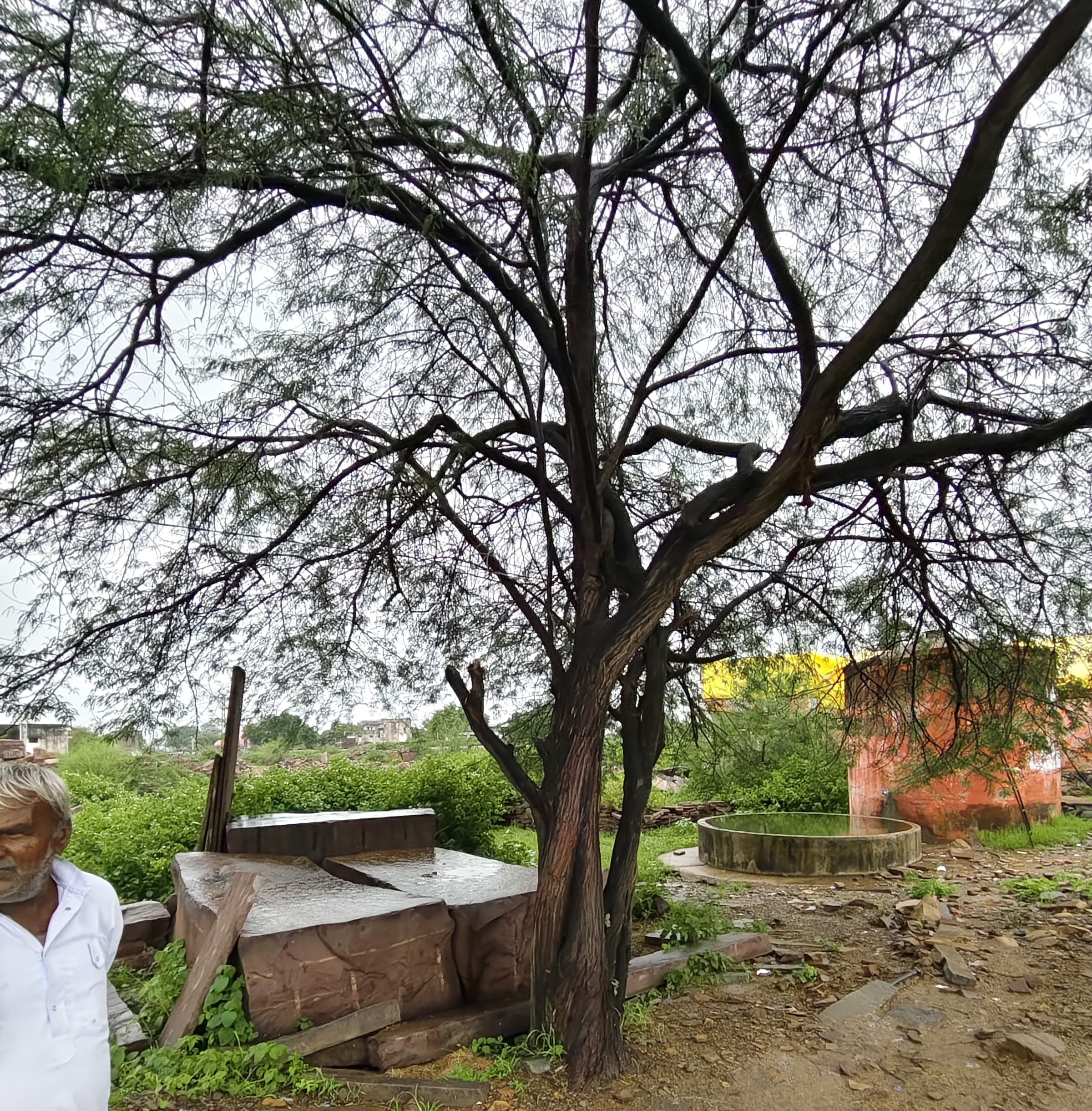 युवराज भाट इस पेड़ के सहारे खड़ा था। इस दौरान करंट लगने से उसकी मौत हो गई।