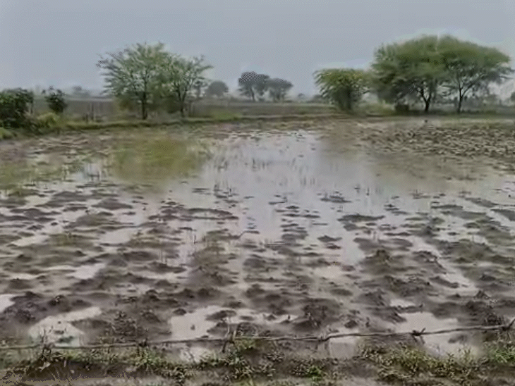 The maize crop was completely destroyed due to water filled in the fields.