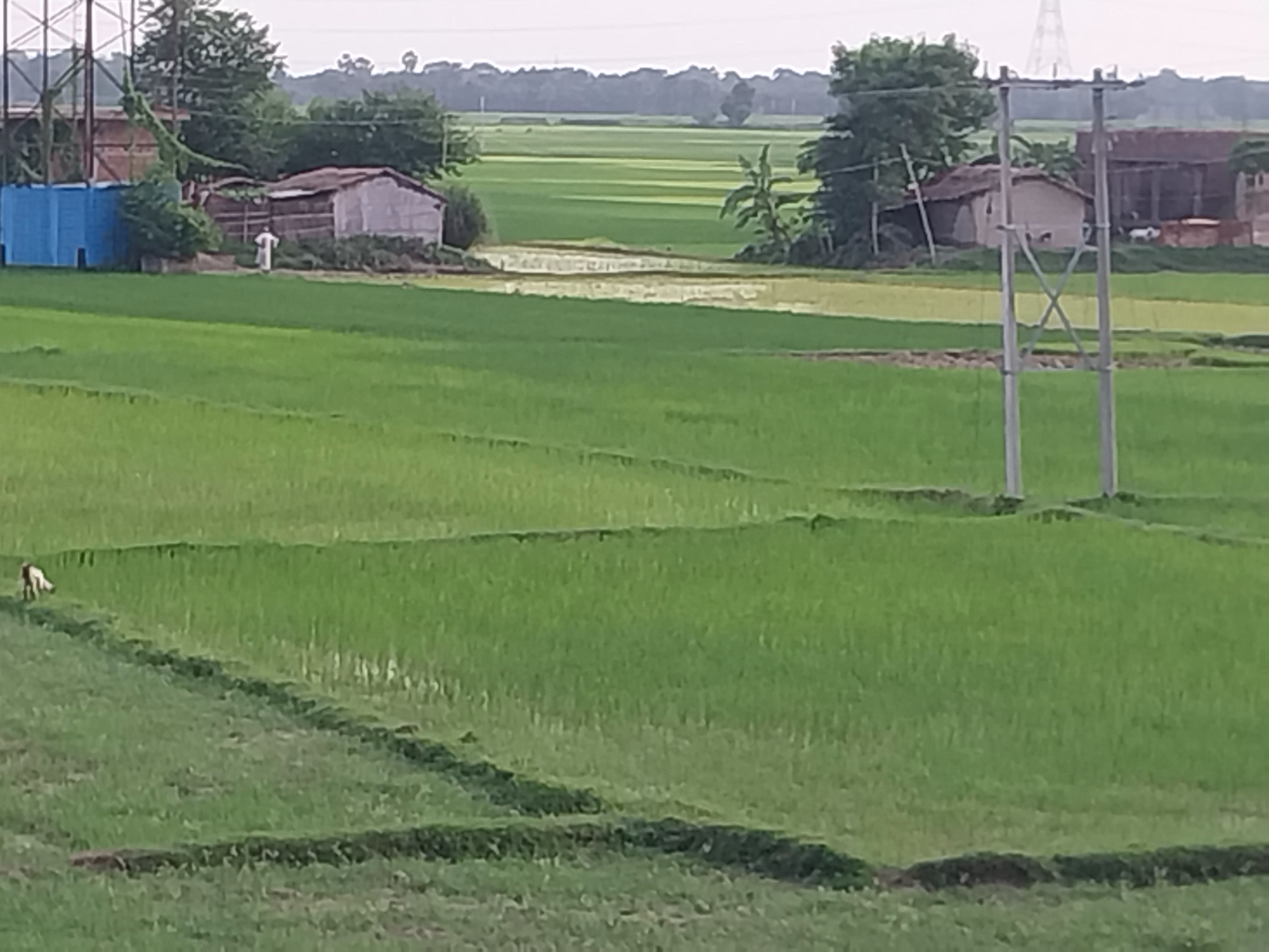Withering Rice Harvest The withering rice crop got a new lease of life, farmers' faces lit up ...