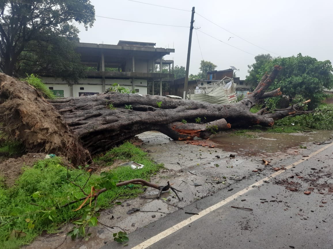 Tree fell on pickup during storm and rain