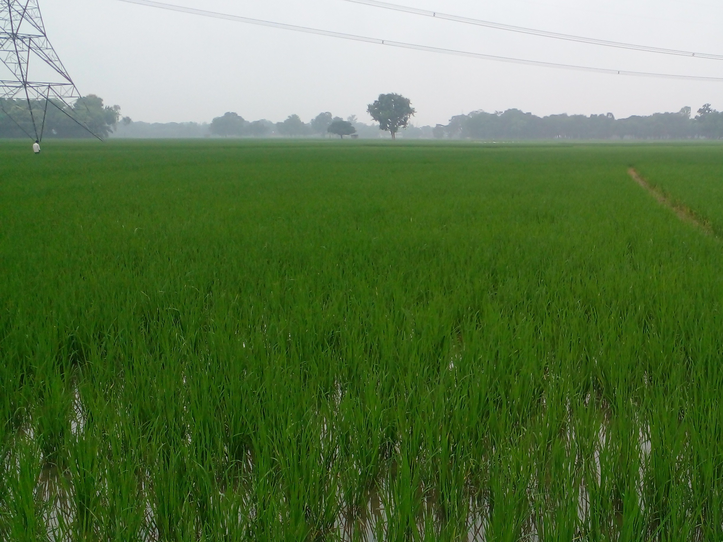 Heavy rain in Rudauli Saidpur | रुदौली सैदपुर में झमाझम बारिश: किसानों ...