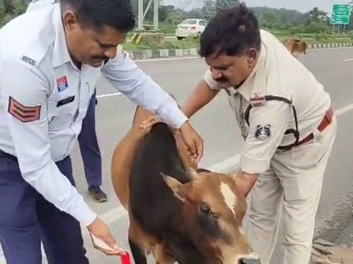 गाय के गले में रेडियम पट्टा पहनाती हुई पुलिस।