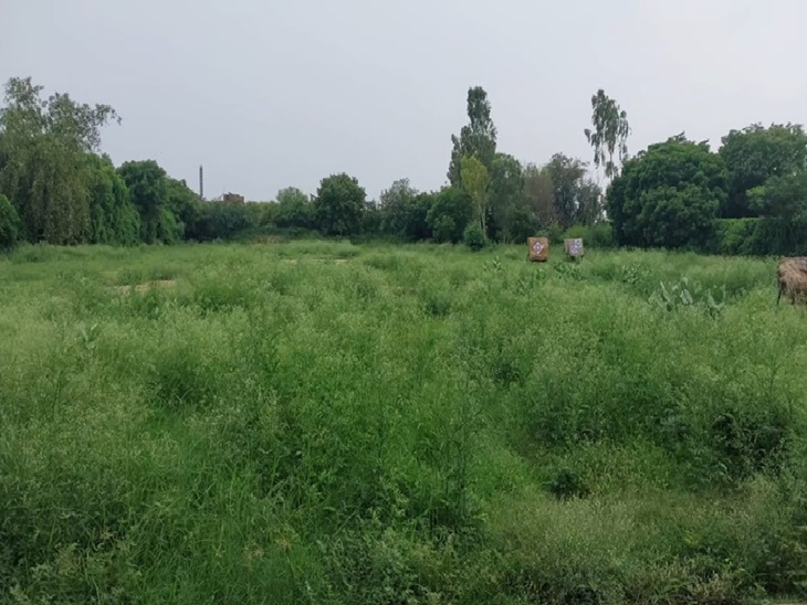 आर्चरी ग्राउंड में उगी हुई झाड़ियां।