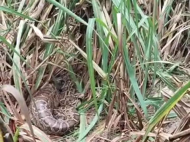 9 feet long python found in farmer's field