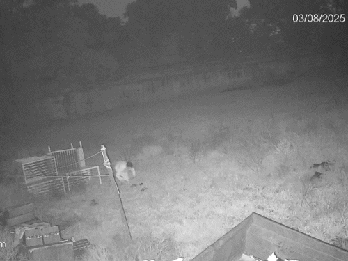 चोर रविवार की रात 1 बजे पैलेस परिसर में अंदर घुसते हुए दिखाई दिया।