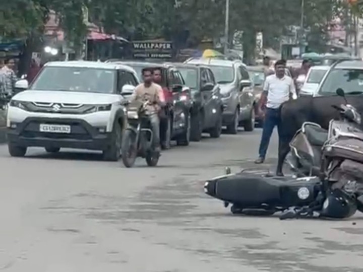 सांडों की लड़ाई में गाड़ियों की लंबी लाइन लग गई।