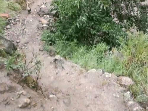 मलबे के साथ बड़ी-बड़ी चट्टानों के कारण हिमाचल में कैलाश मानसरोवर यात्रा वाला रास्ता क्षतिग्रस्त हो गया है।