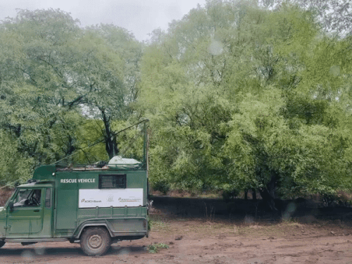 अक्टूबर से दिसम्बर के बीच 7 बाघ-बाघिनों को कोटा के मुकंदरा हिल्स टाइगर रिजर्व और बूंदी के रामगढ़ विषधारी टाइगर रिजर्व में शिफ्ट का जाएगा।