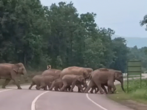वर्तमान में कटघोरा वन मंडल में हाथियों की मौजूदगी है।