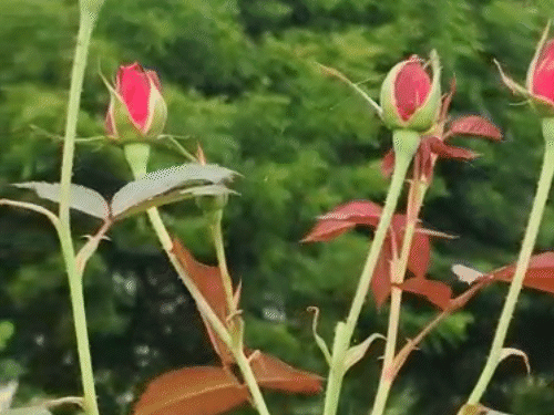 राधेश्याम ने ऑनलाइन गुलाब की खेती के बारे में जानकारी ली। इसके बाद खुद से अलग-अलग प्रयोग कर अपनी फसल को संभाला।