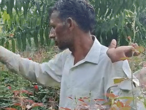 अपने खेत में फूल तोड़ते हुए किसान राधेश्याम शर्मा।