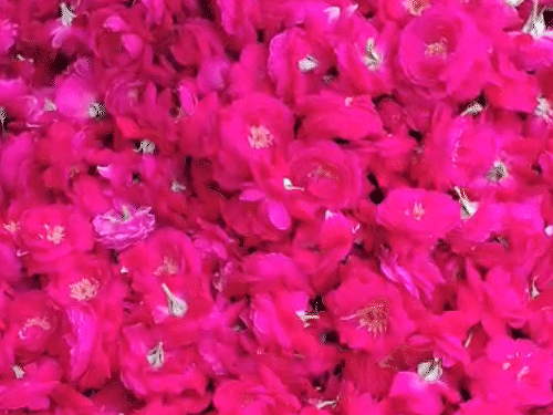 किसान को गुलाब की अच्छी क्वालिटी मिली रही है। कीमत भी अच्छी मिल रही है।