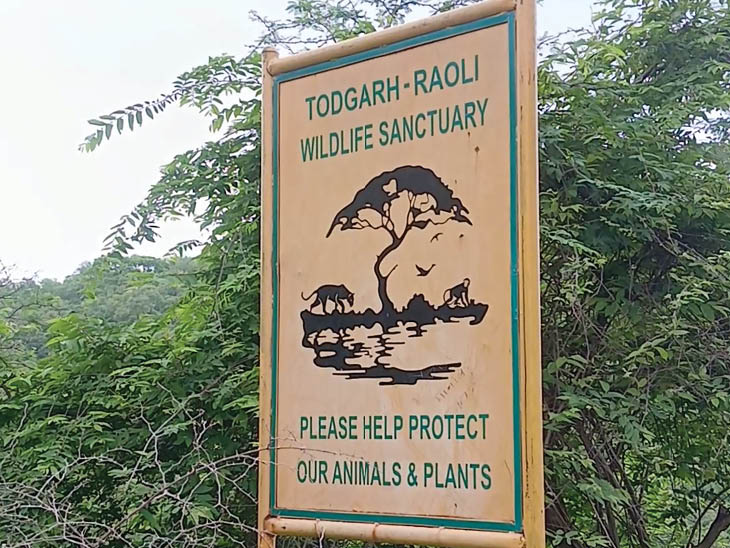 टॉडगढ़-रावली वाइल्डलाइफ सेंचुरी है, जहां लेपर्ड अच्छी तादाद में हैं।