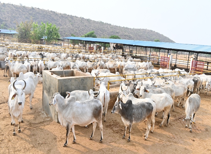 छत्तीसगढ़ में गौधाम बनाएगी सरकार।