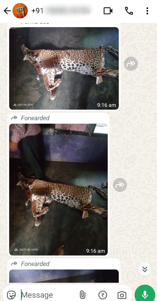तस्करों ने लेपर्ड की खाल की ये फोटो रिपोर्टर को वॉट्सऐप पर भेजी थी, इसके बाद डील के लिए भीम (राजसमंद) आने को कहा था।