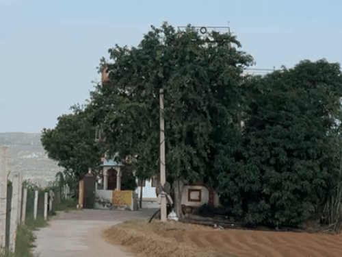 कोटपूतली-बहरोड़ के आढी गैली गांव में हैरी बॉक्सर के परिवार का घर। जो बड़े-बड़े पेड़ से ढका हुआ दिखा।