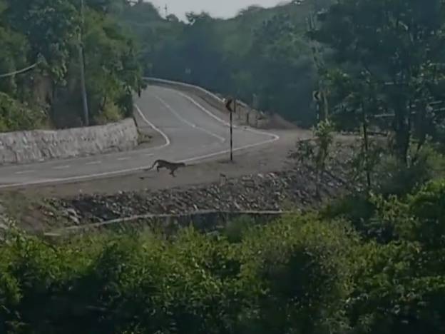 सड़क क्रॉस करता लेपर्ड