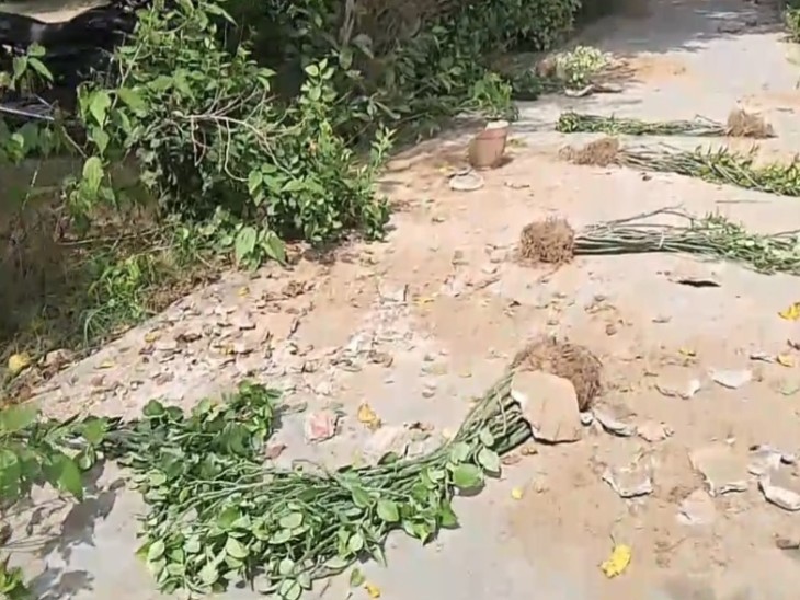 स्कूल परिसर में बिखरे हुए पौधे।