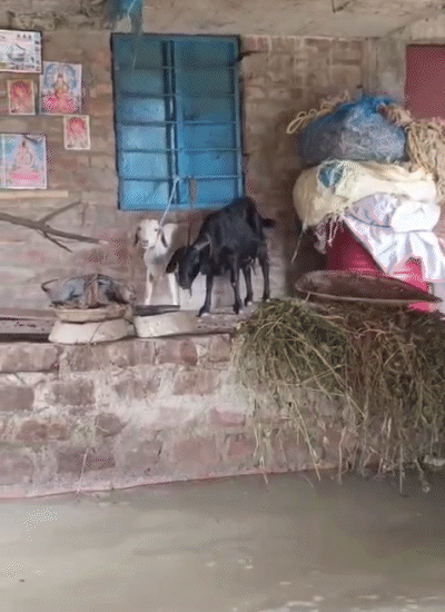 भागलपुर के दिलदारपुर बिंद टोली में घरों में भी 3-4 फीट तक पानी भरा।