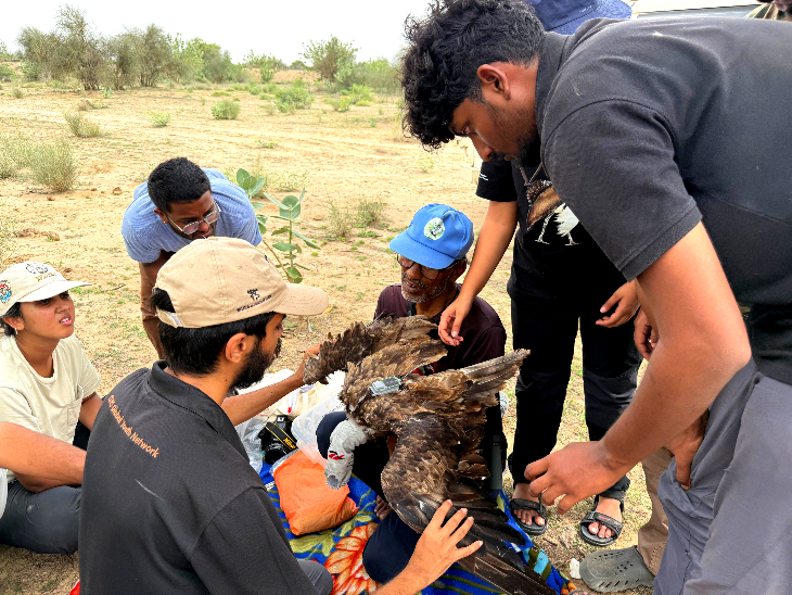 शिकारी पक्षियों पर चलेगा 2 साल रिसर्च।
