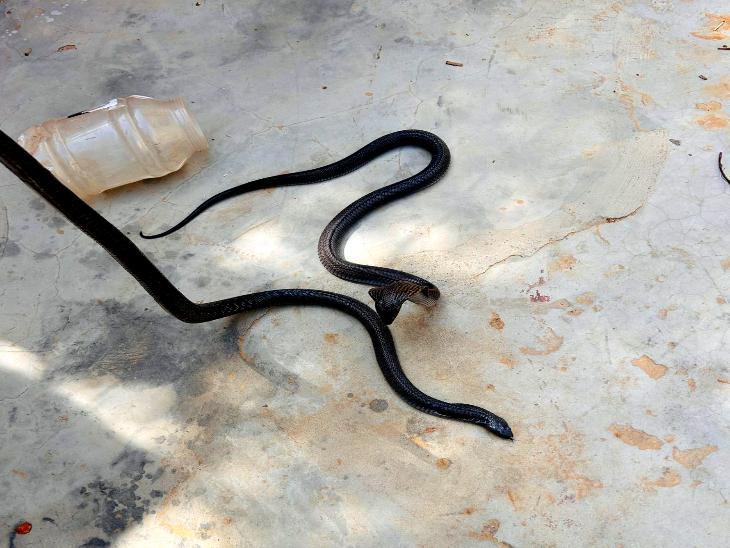 नाग- नागिन का जोड़ा कोबरा प्रजाति का जहरीला सांप था।