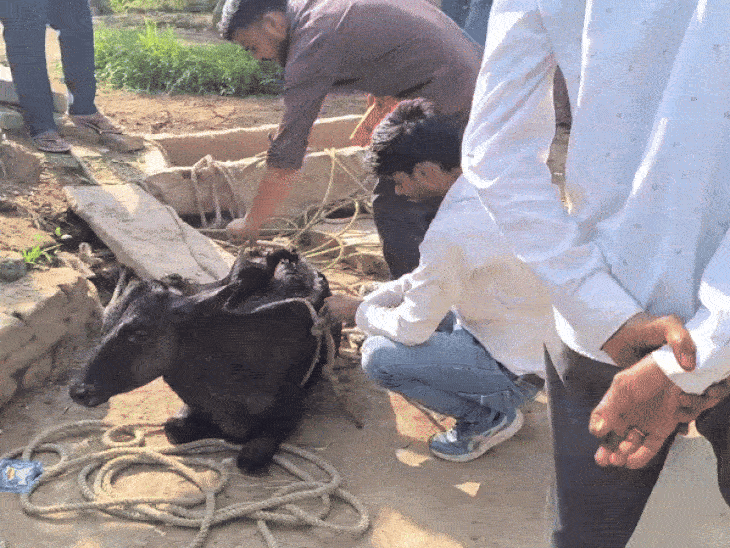 6 घंटे की मशक्कत के बाद गोवंश को बाहर निकाला।