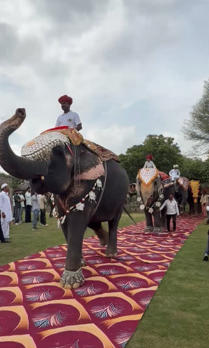 हथिनी पुष्पा रैंप पर चलकर वन्य जीव प्रेमियों के बीच पहुंची।