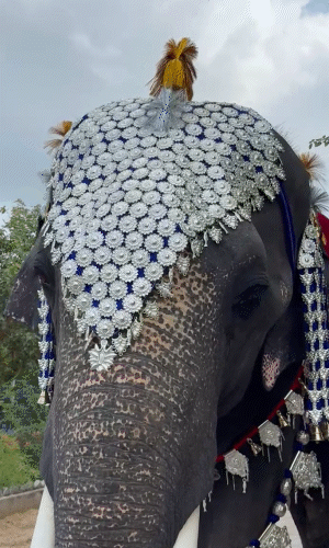 हाथी गांव का इकलौता मेल हाथी बाबू 62 लाख की ज्वेलरी पहनकर रैंप पर उतरा था।