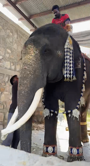 हाथी बाबू को इस तरह रैंप वॉक के लिए तैयार किया गया।