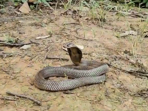 किंग कोबरा को जंगल में छोड़ा।